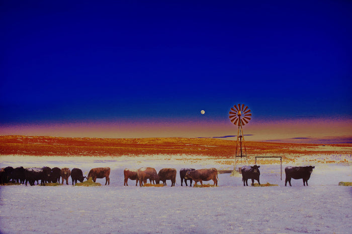 Windmill and Cows Night Feed Canvas Print