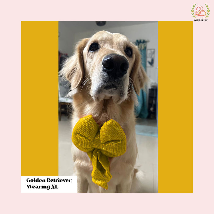 Yellow Gold Sequin Dog Bow