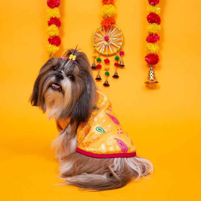 Yellow Patakha Dog Sherwani
