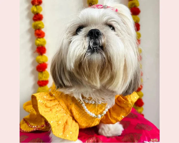 Yellow Pink Dog Lehenga Choli | Dog Wedding Dress Outfit