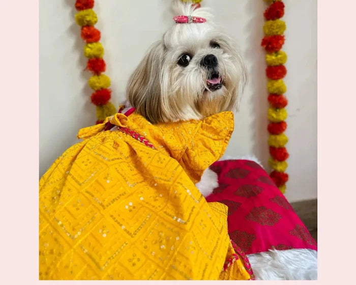 Yellow Pink Dog Lehenga Choli | Dog Wedding Dress Outfit